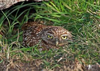 Burrowing Owl_0283.jpg