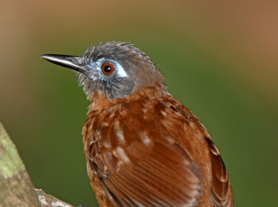 Chestnut-backed Antbird - female_2151.jpg