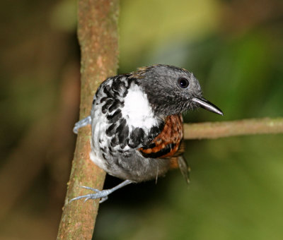 Spotted Antbird - male_1469.jpg