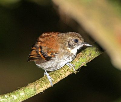 Spotted Antbird - female_1470.jpg