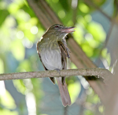 Bright-rumped Attila_2171.jpg