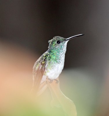Mangrove Hummingbird - female_2702.jpg
