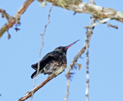 Scaly-breasted Hummingbird_3344.jpg