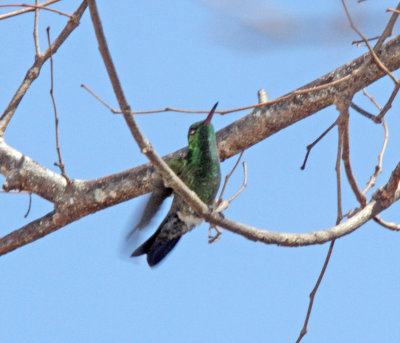 Steely-vented Hummingbird_1835.jpg