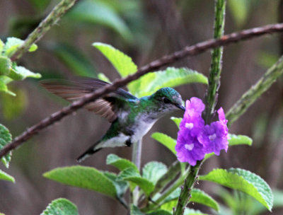 White-tailed Emerald - female_3462.jpg