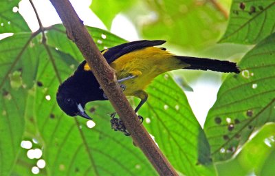 Black-cowled Oriole male_1352.jpg