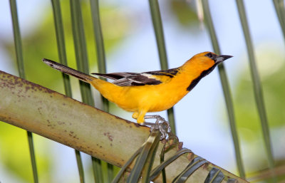 Streak-backed Oriole_2979.jpg