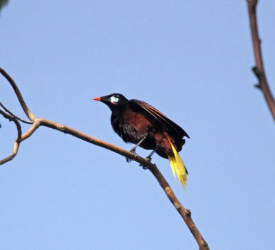 Montezuma Oropendola_1410.jpg