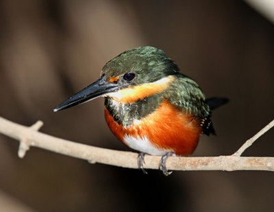 American Pygmy Kingfisher - female_2660.jpg