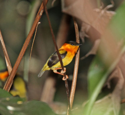 Orange-collared Manakin - male_2415.jpg