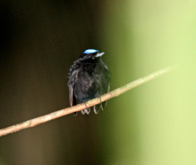 Blue-crowned Manakin - male_3239.jpg