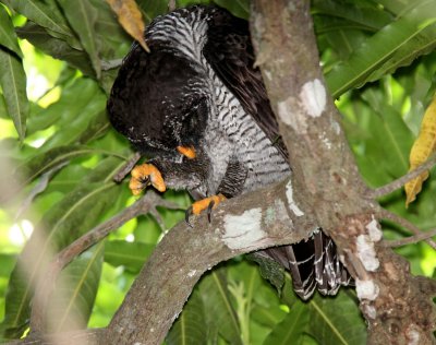 Black-and-white Owl_2866.jpg