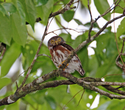Central American Pygmy-Owl_1606.jpg