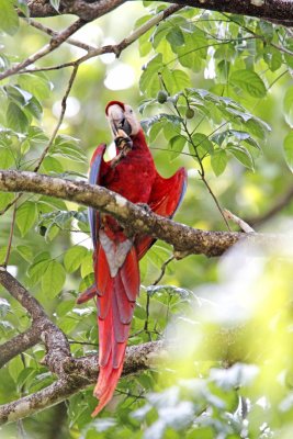 Scarlet Macaw_2447.jpg