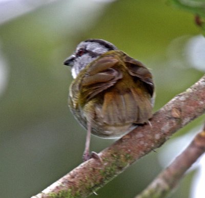 Black-striped Sparrow_4225.jpg