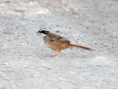 Stripe-headed Sparrow_2118.jpg