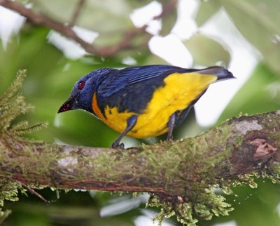 Blue-and-gold Tanager_1669.jpg