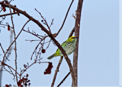 Speckled Tanager_3264.jpg