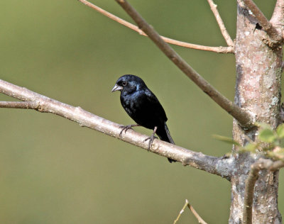 Blue-black Grassquit - male_4343.jpg