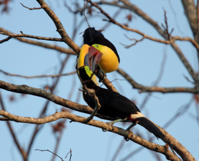 Yellow-throated Toucans_3037.jpg