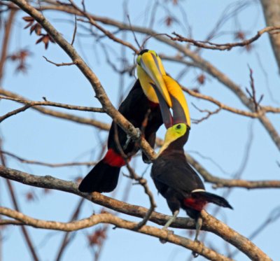 Yellow-throated Toucans_3046.jpg