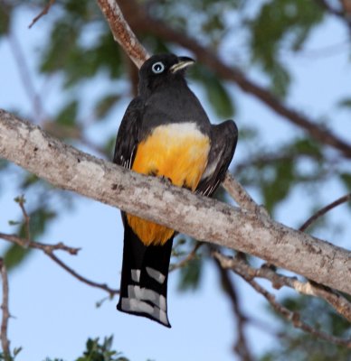 Black-headed Trogon - male_2014.jpg