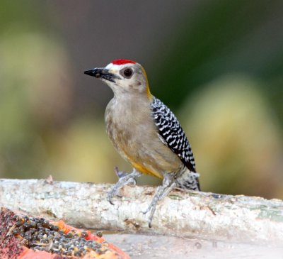 Hoffmanns Woodpecker - male_3089.jpg