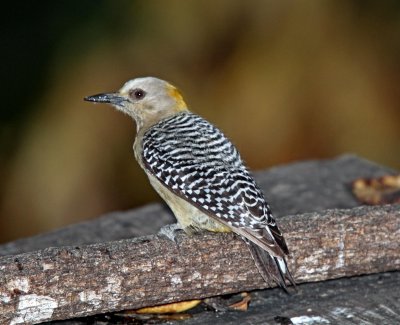 Hoffmann's Woodpecker - female_3082.jpg