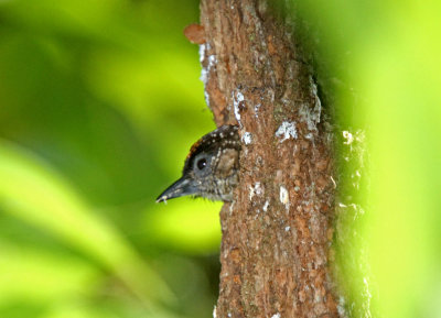 Olivaceous Piculet - male in nest hole_3327.jpg
