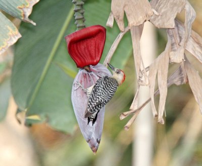 Red-crowned Woodpecker - male_3022.jpg