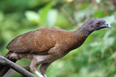 Gray-headed Chachalaca_1334.jpg