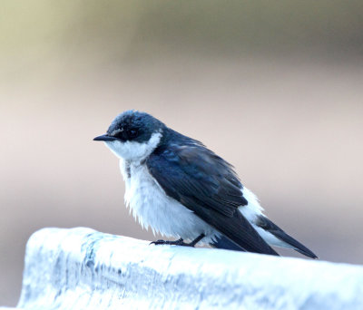 Mangrove Swallow_2548.jpg