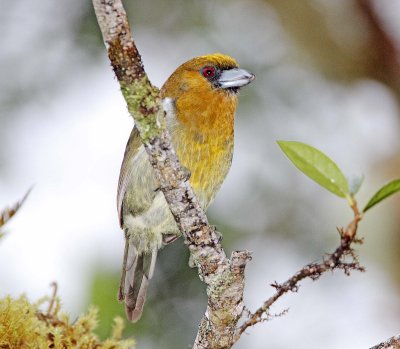 Prong-billed Barbet_1086.jpg