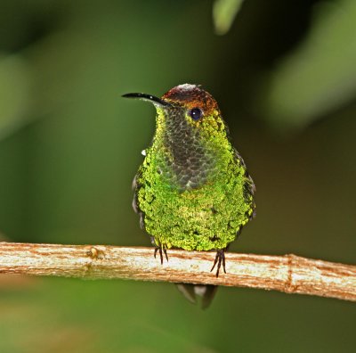 Coppery-headed Emerald - male_0896.jpg