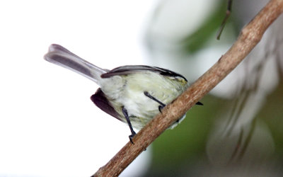 Lesser Elaenia_3277.jpg