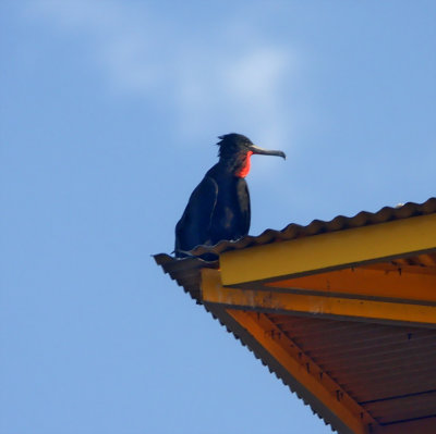 #94 Magnificient Frigatebird - male_4053.jpg