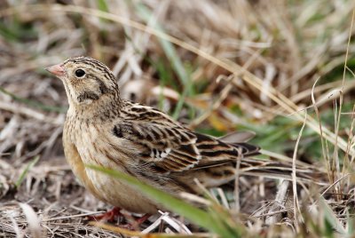 #49 Smith's Longspur - male winter_5017.jpg