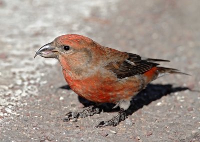 #60 Red Crossbill - male_3274.jpg