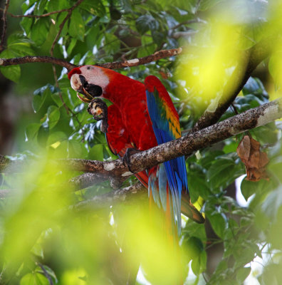 Scarlet Macaw_2441.jpg