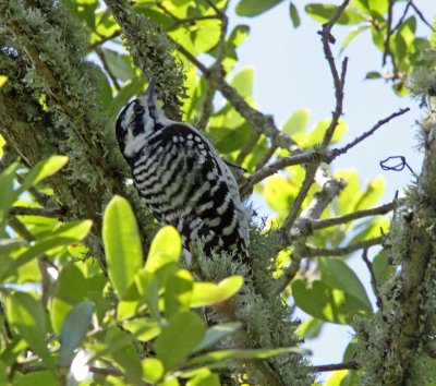 Hybrid Woodpecker_3631.jpg