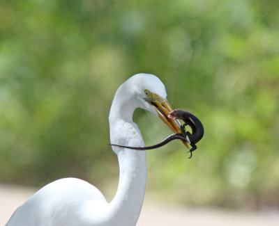 Great Egret with lizard.jpg