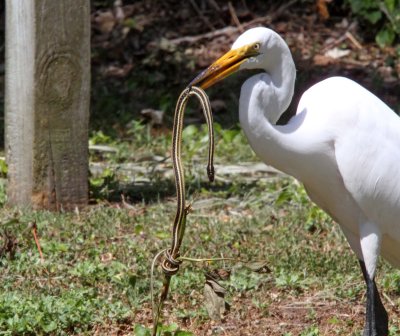 Great Egret with Snake2_3730.jpg