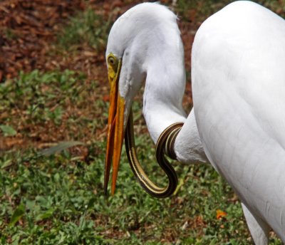 Great Egret with Snake4_3796.jpg
