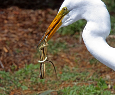 Great Egret with Snake5_3817.jpg