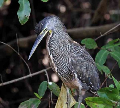 Bare-throated Tiger-Heron - adult_2531.jpg