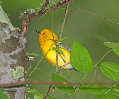 Prothonotary Warbler_3986.jpg