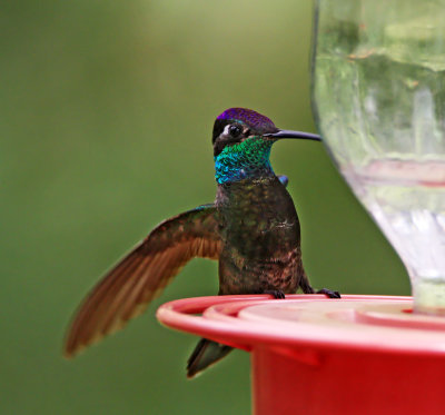 Rivoli's Hummingbird - male_2189.jpg