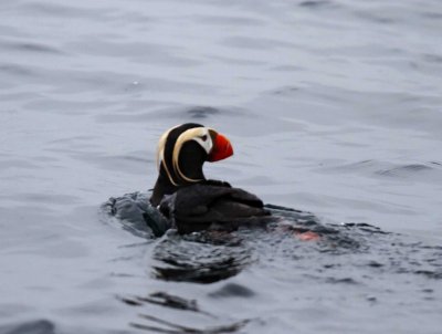 #82 Tufted Puffin_6811.jpg