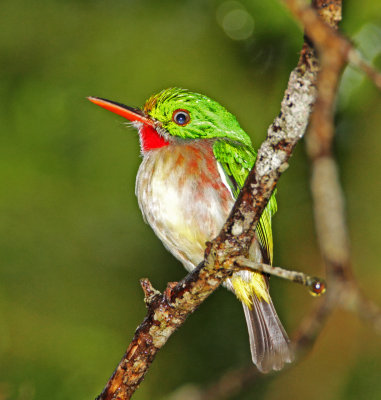 #65 Broad-billed Tody_1454.jpg