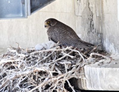 #55 Gyrfalcon - adult_2661.jpg